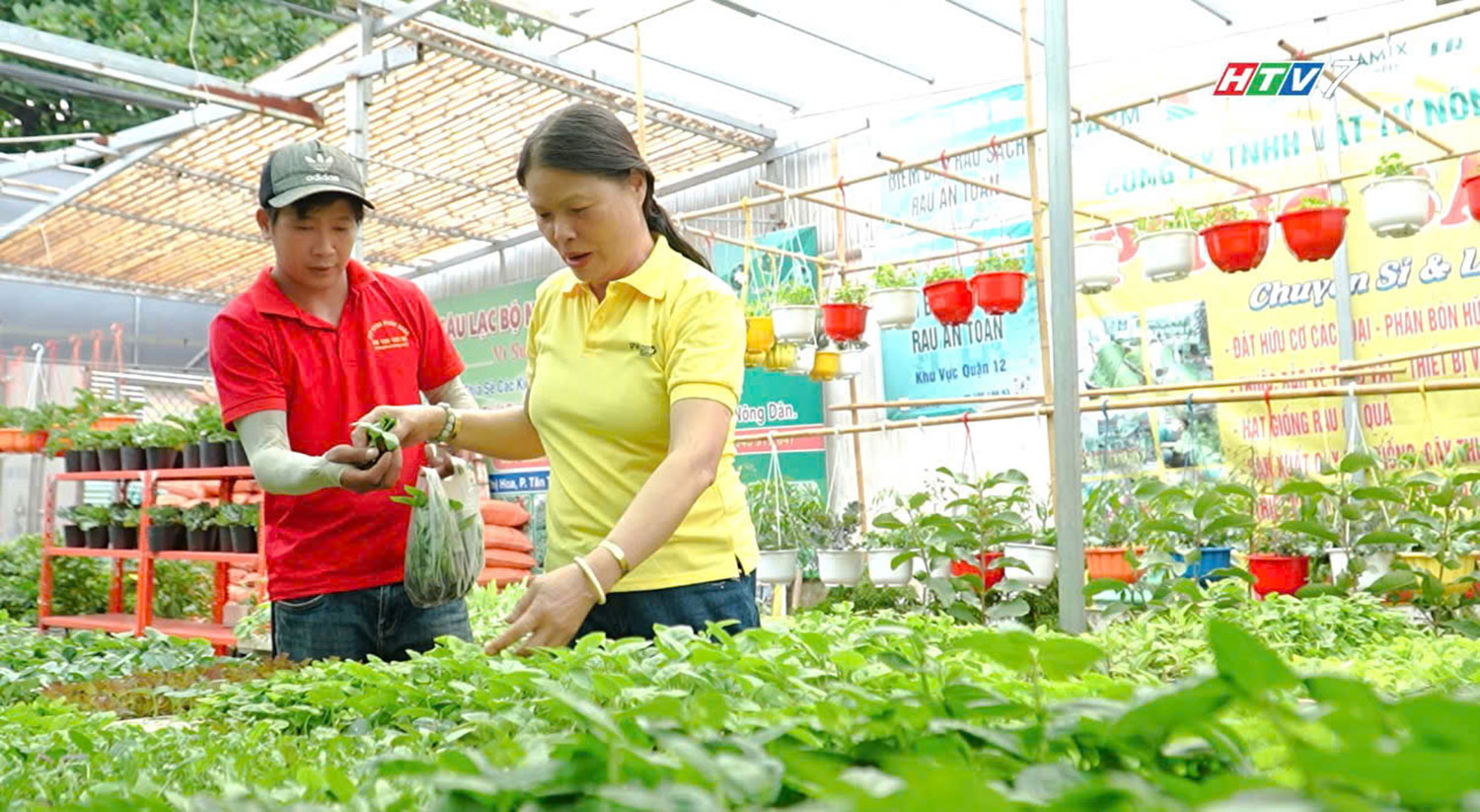 Vật tư nông nghiệp Phúc Sang lan tỏa nông nghiệp xanh – từ vườn nhà đến không gian đô thị